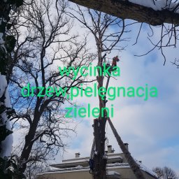 Anna Patro Domikop - Pracownik w Kłaju na podnośniku koszowym przycina gałęzie drzewa, widoczne liny zabezpieczające i budynek w tle.