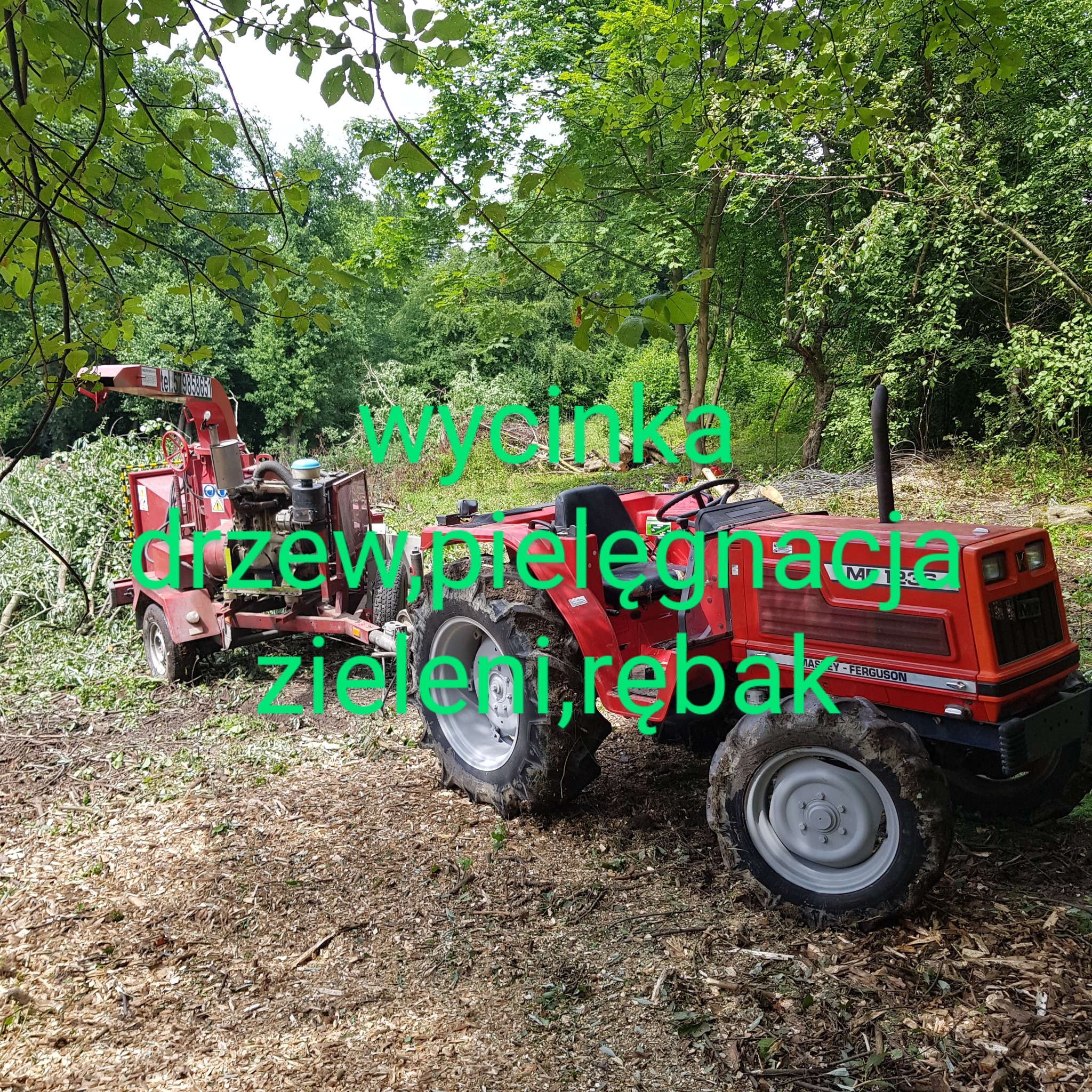 Czerwony ciągnik Massey Ferguson z przyczepionym rębakiem do gałęzi na terenie po wycince, widoczne ścięte gałęzie i drzewa w tle.