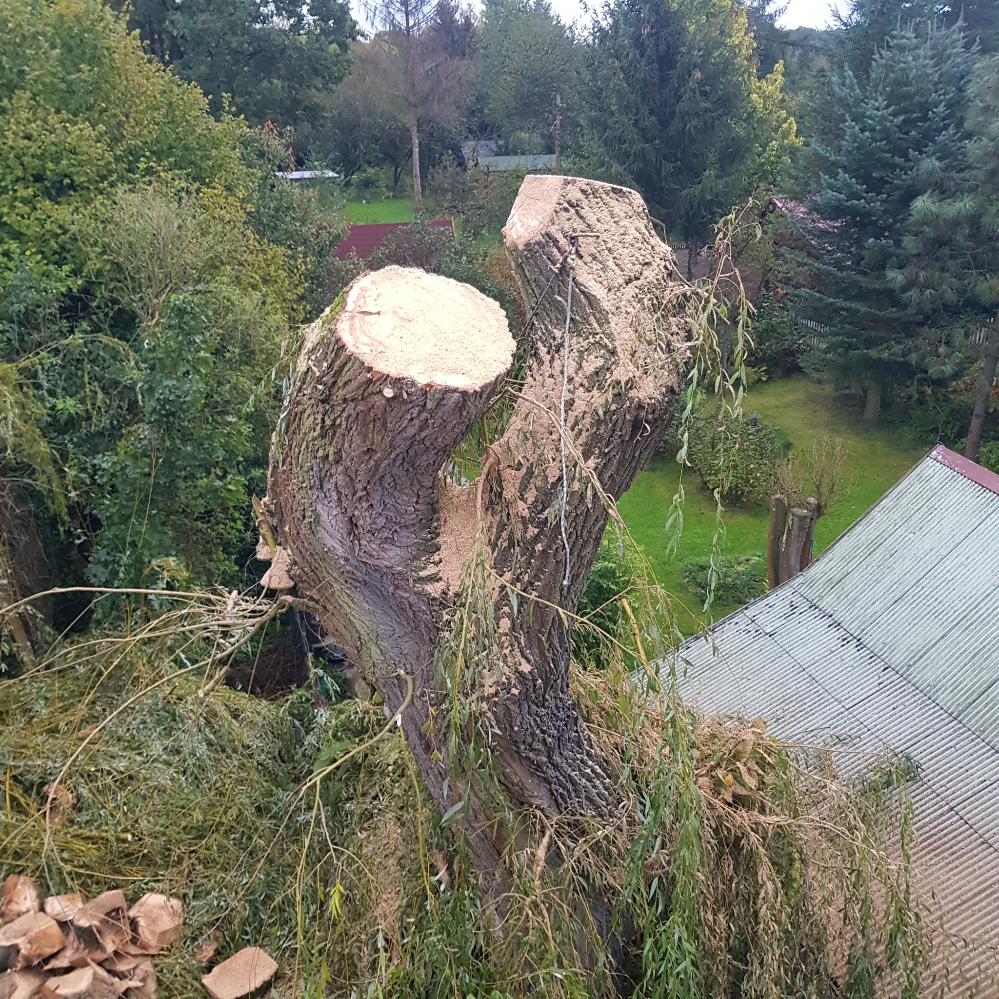 Widok z góry na ścięte drzewo z widocznymi świeżymi śladami cięcia, gałęziami i stertą pociętego drewna u podstawy na tle zieleni i budynków.