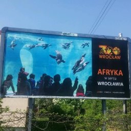 VIARTMEDIA MONIKA MINORCZYK - Billboard reklamujący Zoo Wrocław z motywem pingwinów i hasłem 'Afryka w sercu Wrocławia', widziany z perspektywy przechodnia, z widocznymi numerami kontaktowymi na górze.