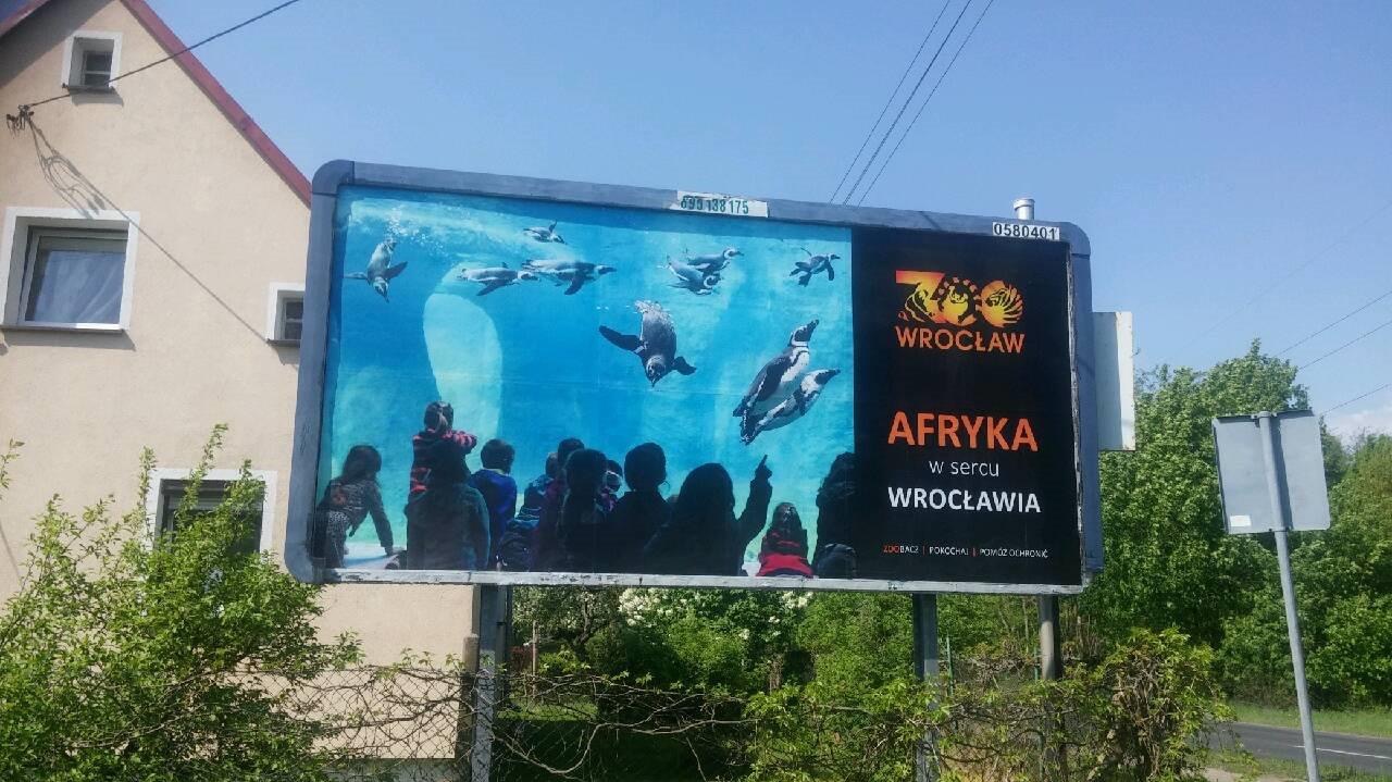 Billboard reklamujący Zoo Wrocław z motywem pingwinów i hasłem 'Afryka w sercu Wrocławia', widziany z perspektywy przechodnia, z widocznymi numerami kontaktowymi na górze.