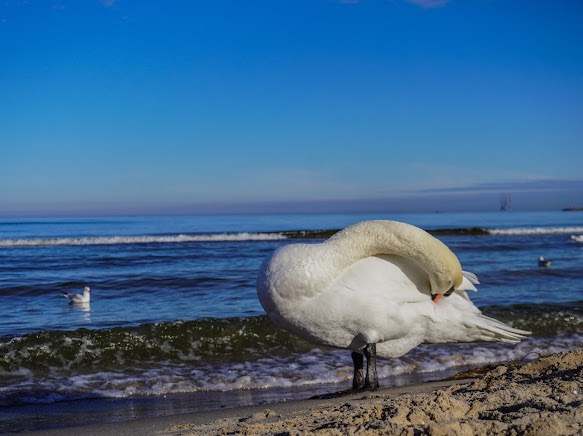 Biały łabędź czyści pióra na piaszczystej plaży nad brzegiem morza w słoneczny dzień, w tle widać spokojne fale i błękitne niebo.