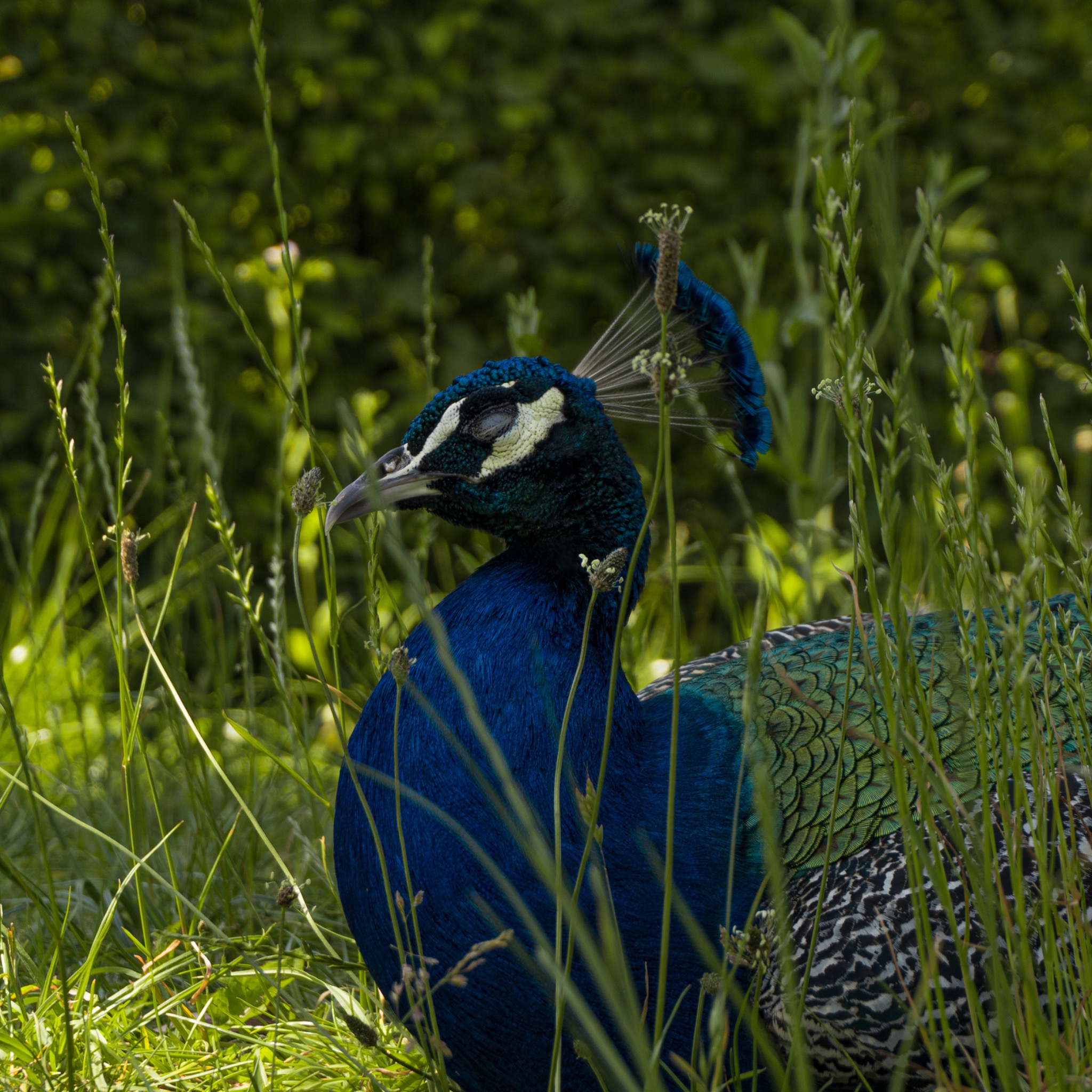 Śpiący paw w wysokiej trawie, z bliska. Intensywny błękit piór kontrastuje z zielenią tła. Zamknięte oko i spokojny wyraz. Delikatne światło podkreśla teksturę upierzenia.