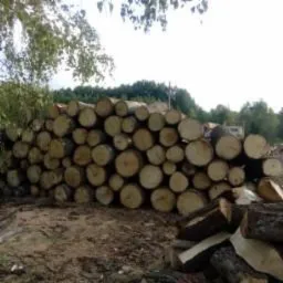 Stos pociętych kłód drzewa ułożonych w pryzmę na ziemi, widoczne słoje drewna, w tle drzewa i niebo.