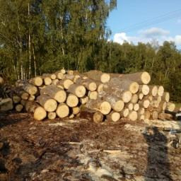 Stos świeżo ściętych, okrągłych bali drewnianych, ułożonych na ziemi z resztkami kory i gałęzi, na tle lasu w słoneczny dzień.