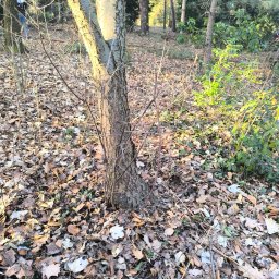KNT Usługi leśno ogrodnicze Nikola Balcyrzak - Pień drzewa liściastego z młodymi odrostami u podstawy, otoczony opadłymi liśćmi, na tle leśnego krajobrazu w słoneczny dzień.