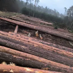 Świeżo ścięte pnie drzew ułożone równolegle na leśnej polanie w pochmurny dzień, widoczne pozostałości po wycince i mgła w tle.