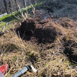 Wycinka drzew Kędzierzyn-Koźle 2