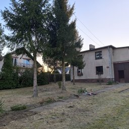 KNT Usługi leśno ogrodnicze Nikola Balcyrzak - Przycięte gałęzie pod trzema świerkami w ogrodzie przed domem, obok leży kosa spalinowa.