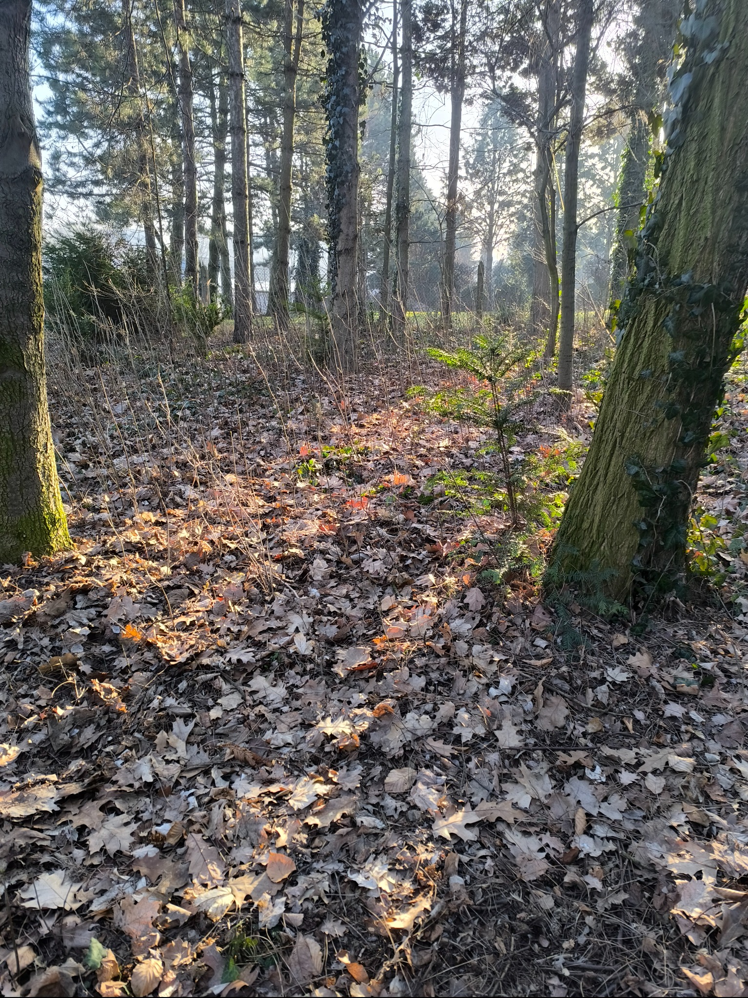 Jesienny las z drzewami oświetlonymi przez słońce, ziemia pokryta opadłymi liśćmi, mała sadzonka drzewa iglastego rosnąca obok pnia porośniętego bluszczem.