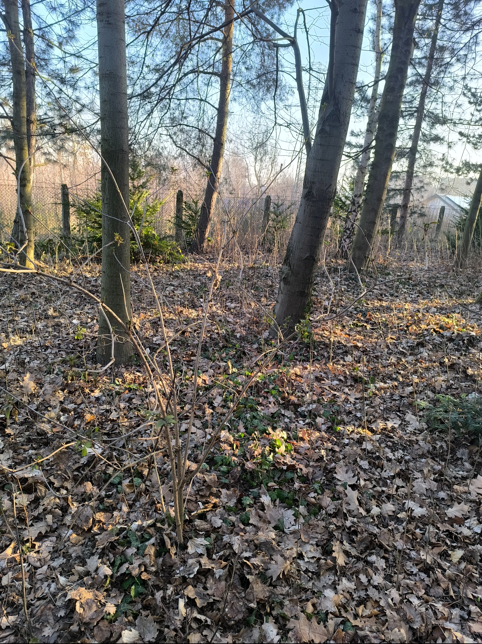 Leśne runo pokryte opadłymi liśćmi, z młodymi drzewami i krzewami w promieniach popołudniowego słońca, widoczne ogrodzenie w tle.