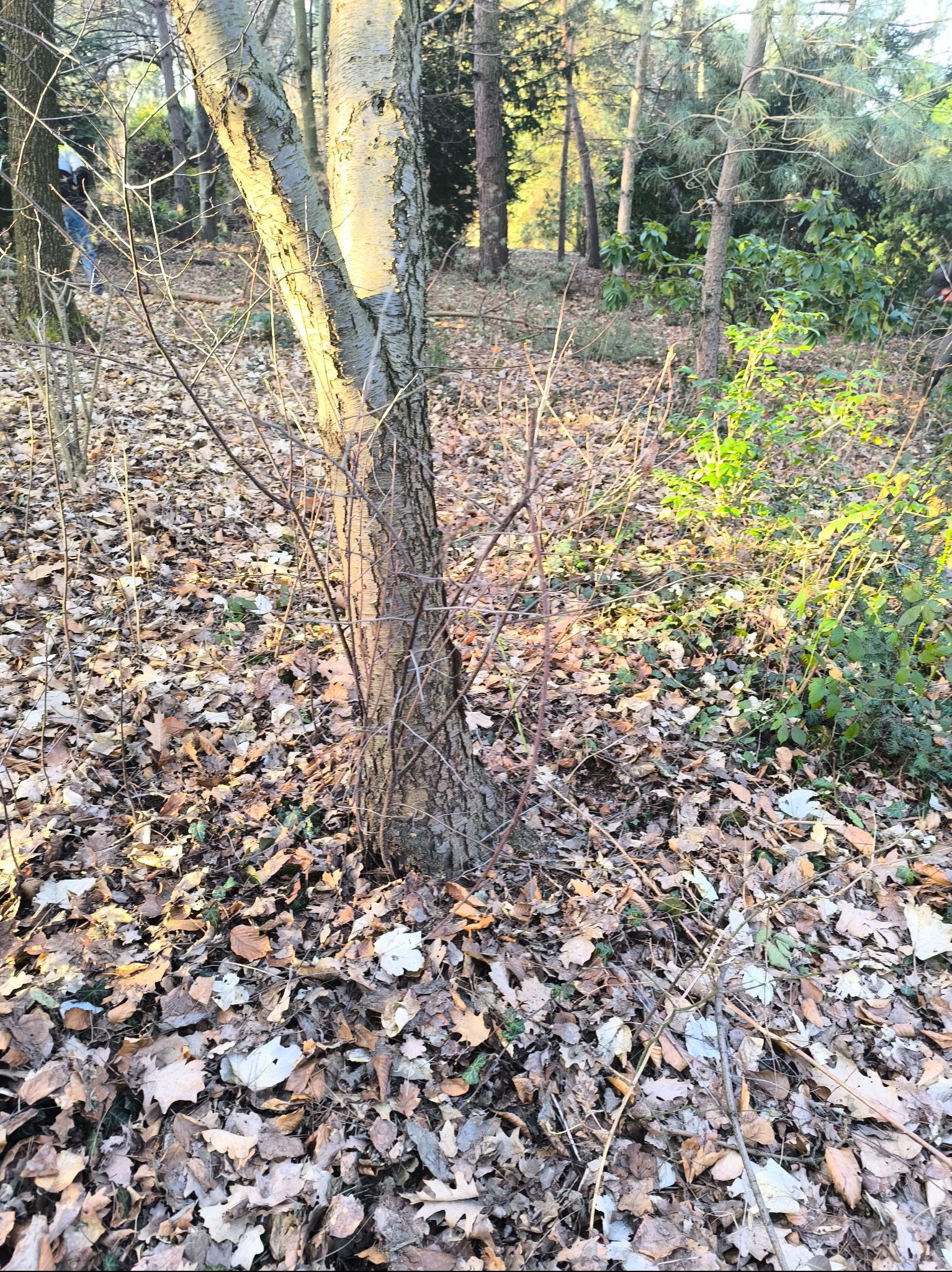 Pień drzewa liściastego z młodymi odrostami u podstawy, otoczony opadłymi liśćmi, na tle leśnego krajobrazu w słoneczny dzień.