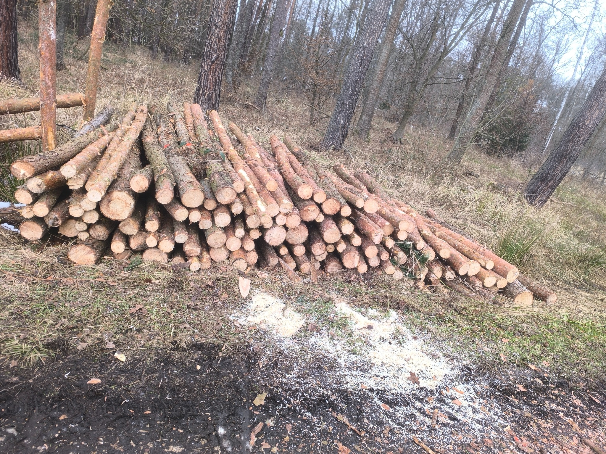 Stos świeżo ściętych, ociosanych pni drzew iglastych ułożonych na trawie, z widocznymi wiórami po obróbce, w tle las z drzewami bez liści.