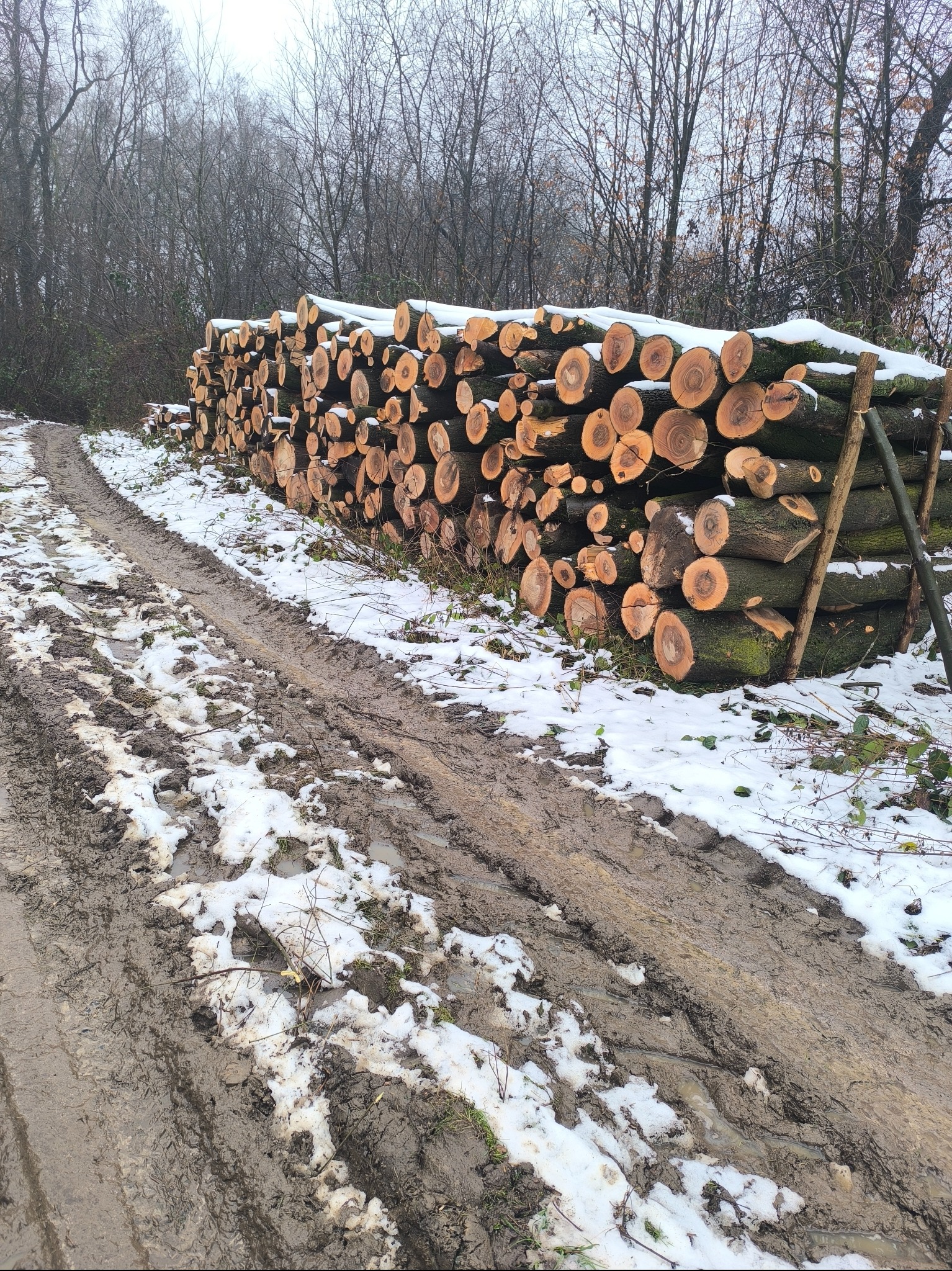 Stos ściętych pni drzew ułożonych w pryzmę, częściowo pokrytych śniegiem, obok błotnistej drogi z resztkami śniegu, w tle widoczny las bezlistny.