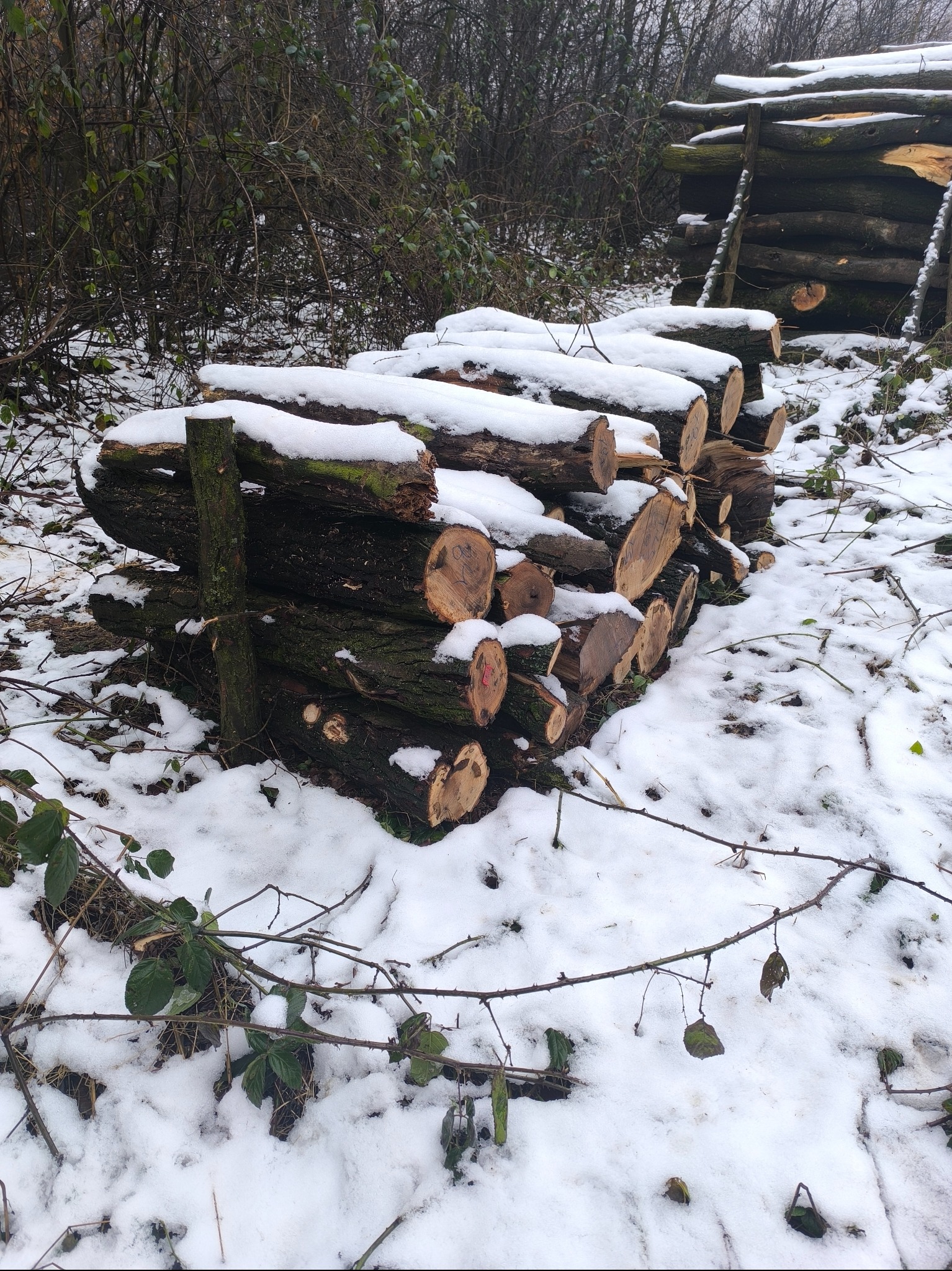 Stos pociętych i ułożonych kłód drewna, częściowo pokrytych śniegiem, na tle zimowego lasu.