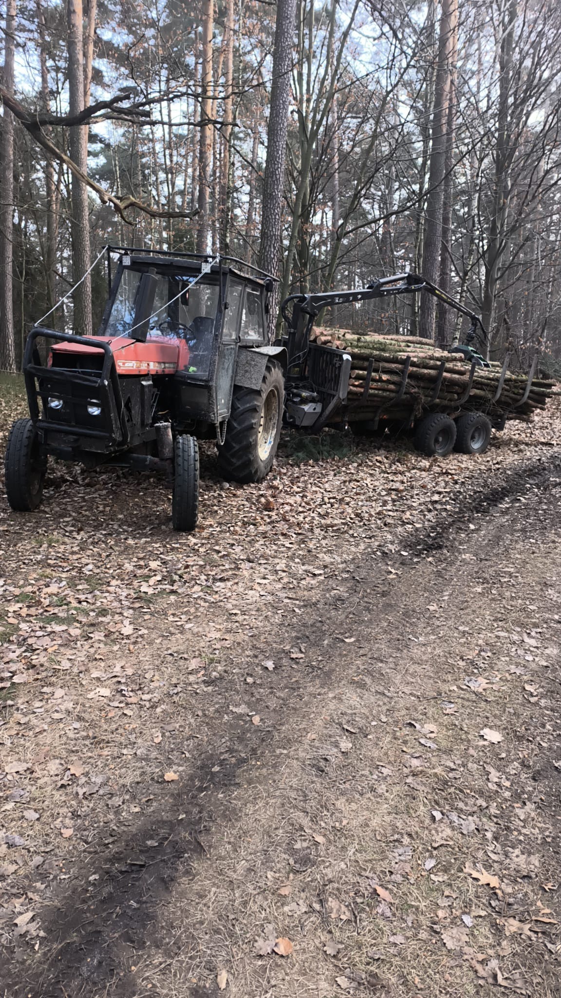 Czerwony traktor z przyczepą wypełnioną ściętymi pniakami drzew na leśnej drodze pokrytej liśćmi.