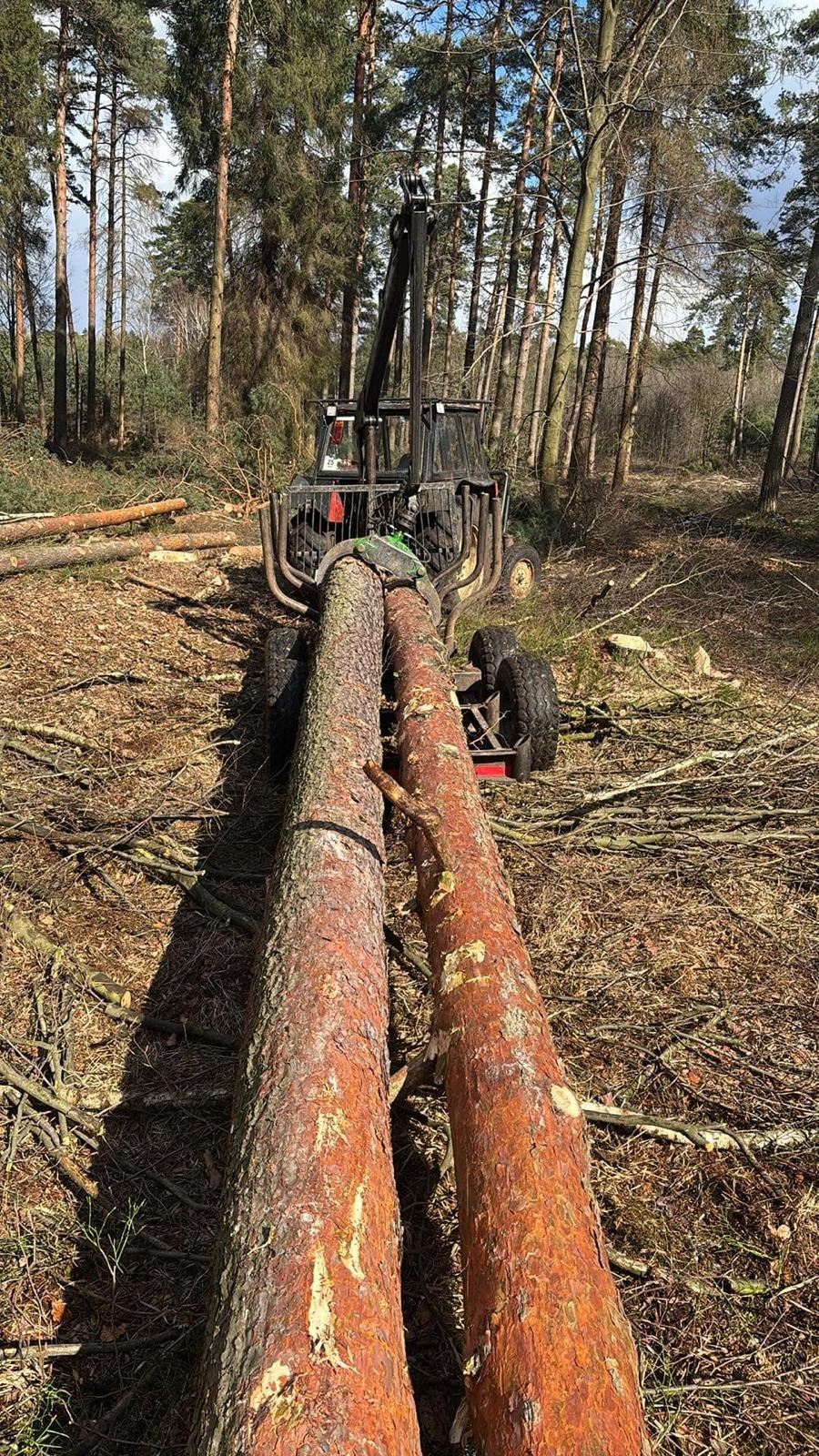 Maszyna leśna chwyta dwa pnie drzew iglastych w lesie, widoczne ślady po wycince i gałęzie na ziemi.