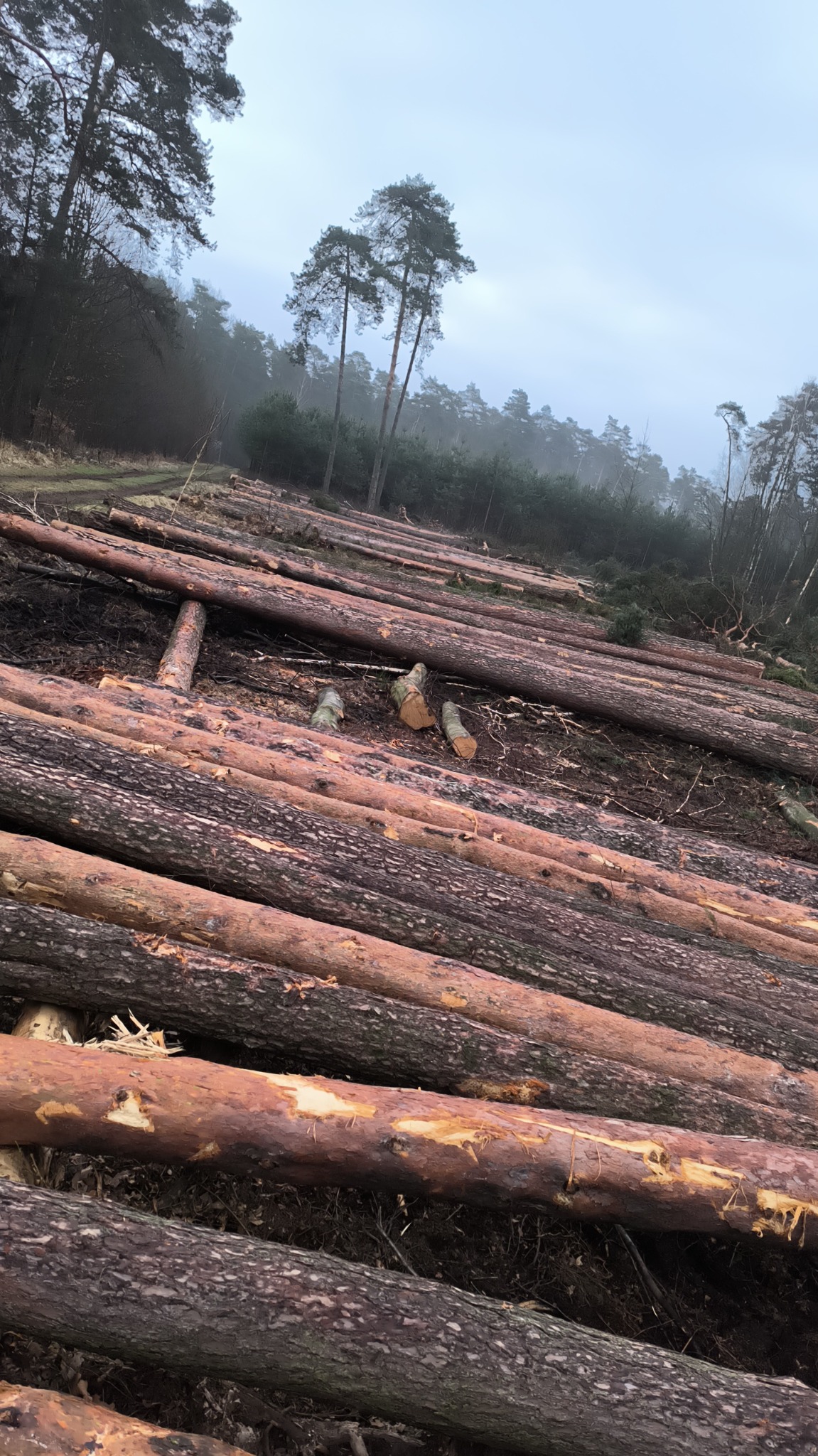 Świeżo ścięte pnie drzew ułożone równolegle na leśnej polanie w pochmurny dzień, widoczne pozostałości po wycince i mgła w tle.
