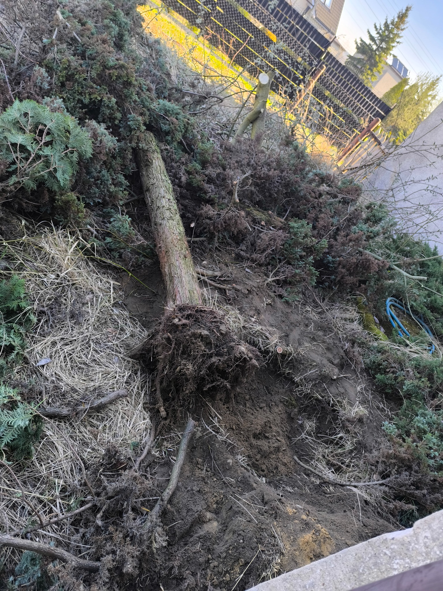 Świeżo wykopane drzewo z widocznymi korzeniami, leżące na ziemi w Kędzierzynie-Koźlu, obok ścięte gałęzie i fragment pnia po wycince.
