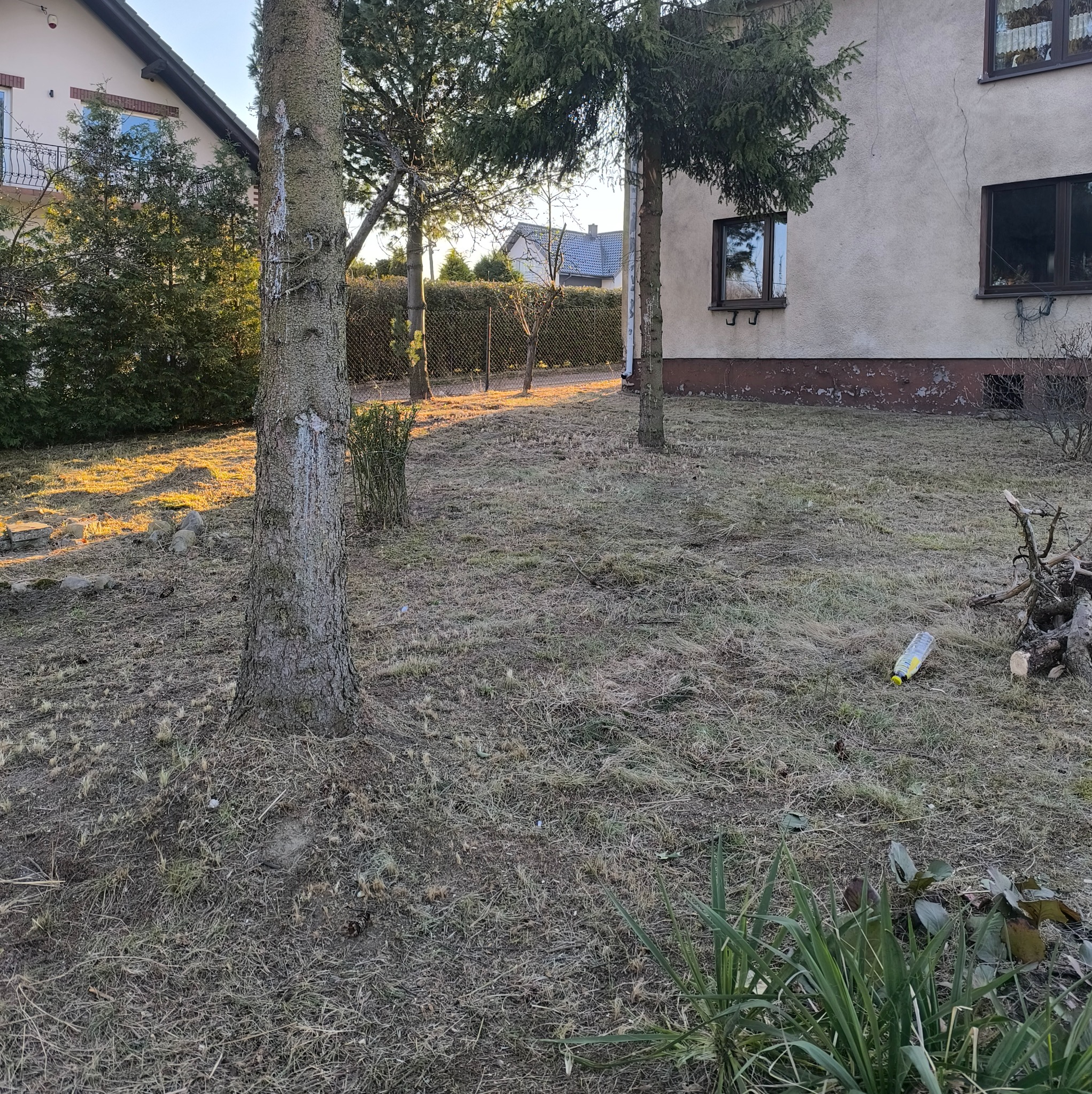 Ogród przed domem z trzema drzewami iglastymi, widoczne pozostałości po gałęziach, butelka plastikowa na ziemi, trawa wyschnięta, w tle budynek mieszkalny.