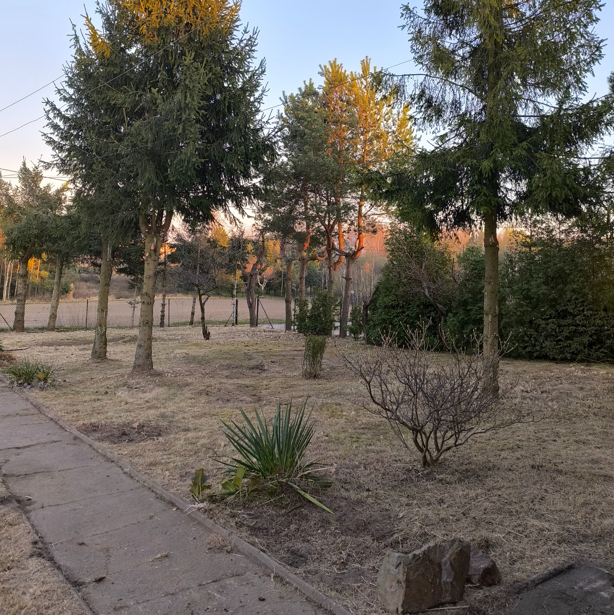 Jesienny ogród z drzewami iglastymi w popołudniowym słońcu, widoczny trawnik z suchą trawą i krzewami, obok betonowy chodnik.