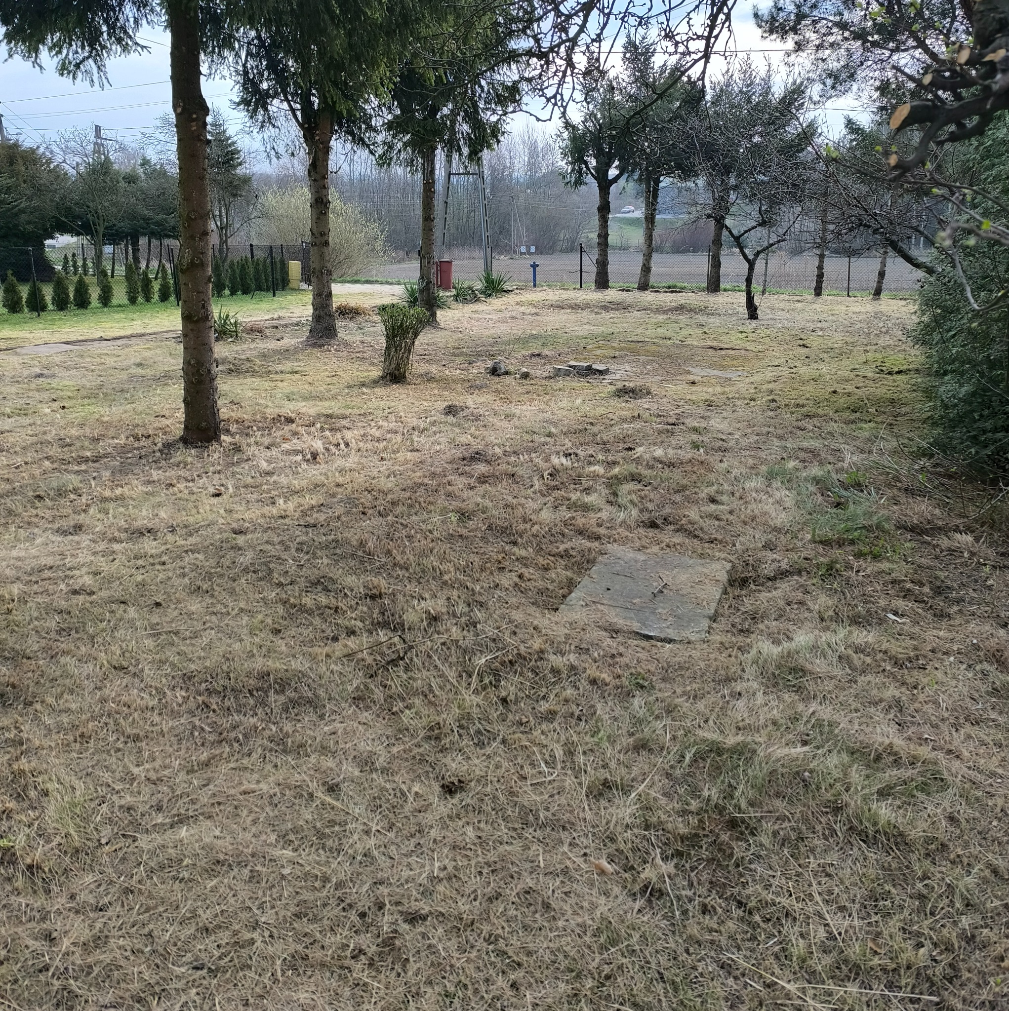 Przygotowany teren pod ogród z widocznymi pniami drzew, pozostałościami trawy i studzienką kanalizacyjną