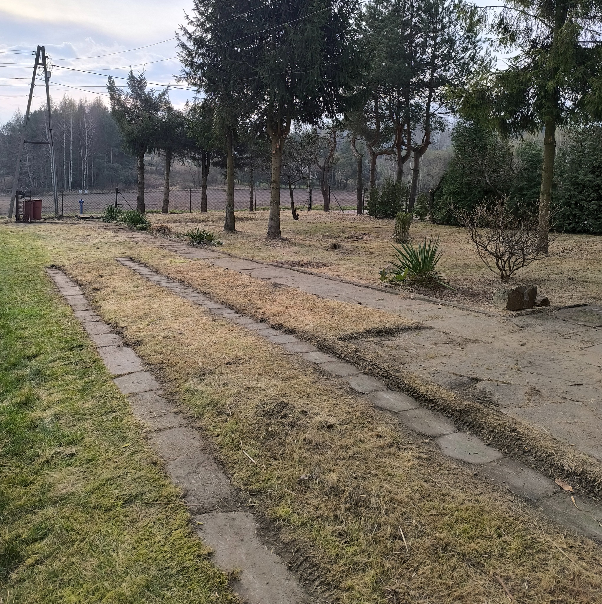 Świeżo skoszony trawnik z widocznymi śladami po kosiarce, obrzeża wyłożone betonowymi płytami, w tle rząd drzew iglastych i słup elektryczny