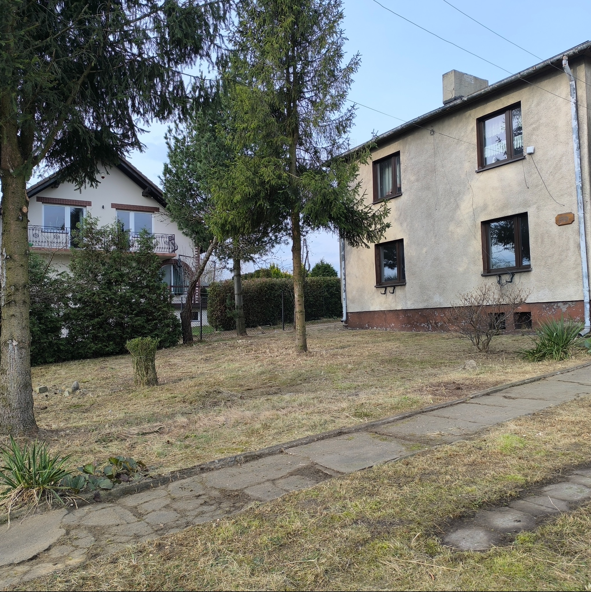 Działka z dwoma domami, trawnikiem, drzewami i krzewami, w tym jeden formowany w kształt kuli, widok z poziomu gruntu, chodnik z płyt betonowych.