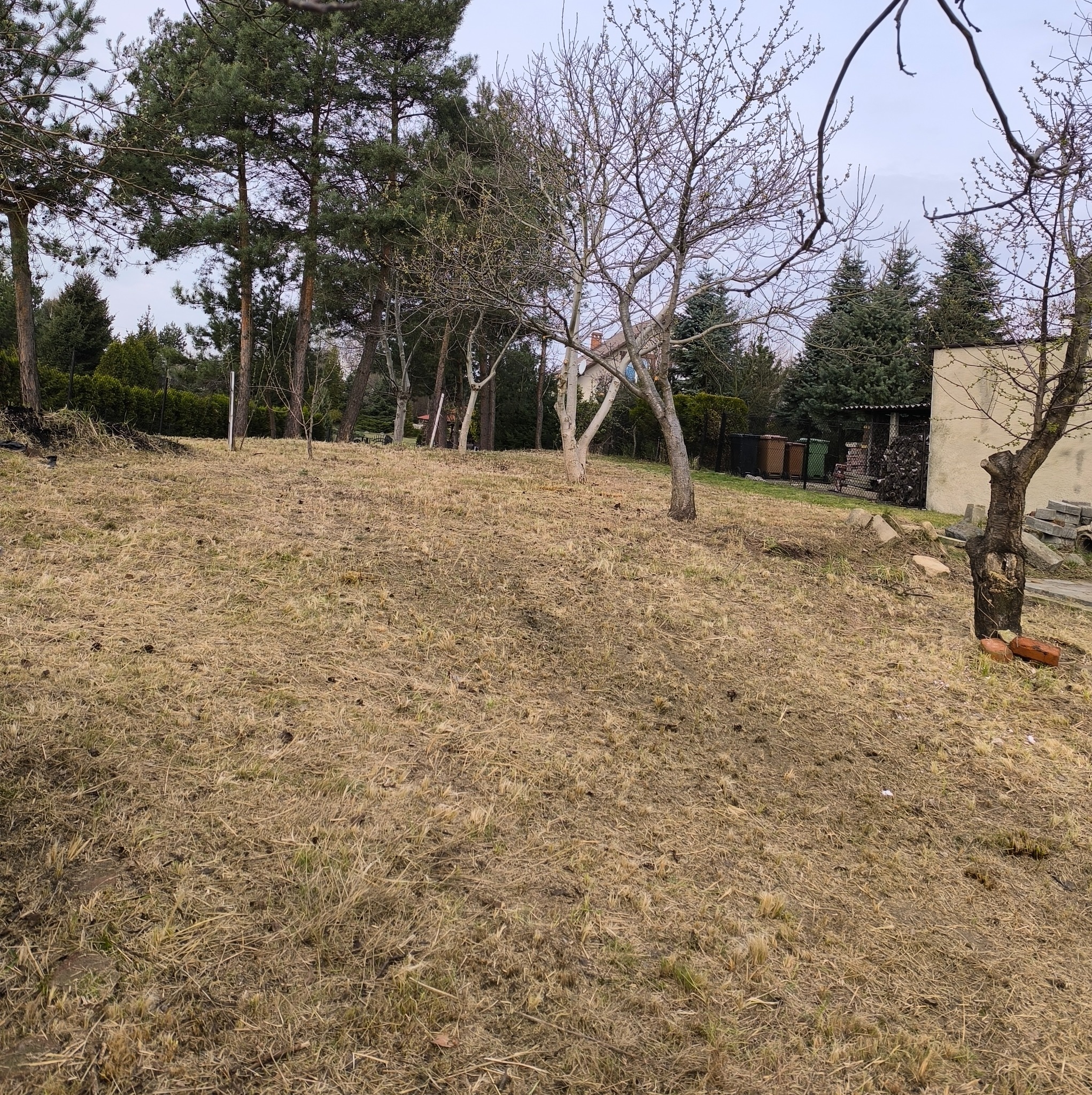 Teren po wycince drzew z widocznymi pniami, uschniętą trawą i drzewami iglastymi w tle.