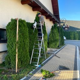 Jarosław Łukasiewicz - Mężczyzna na drabinie formuje żywopłot z tui przy użyciu elektrycznych nożyc. Widoczne narzędzia ogrodnicze i fragment posesji z kostki brukowej.