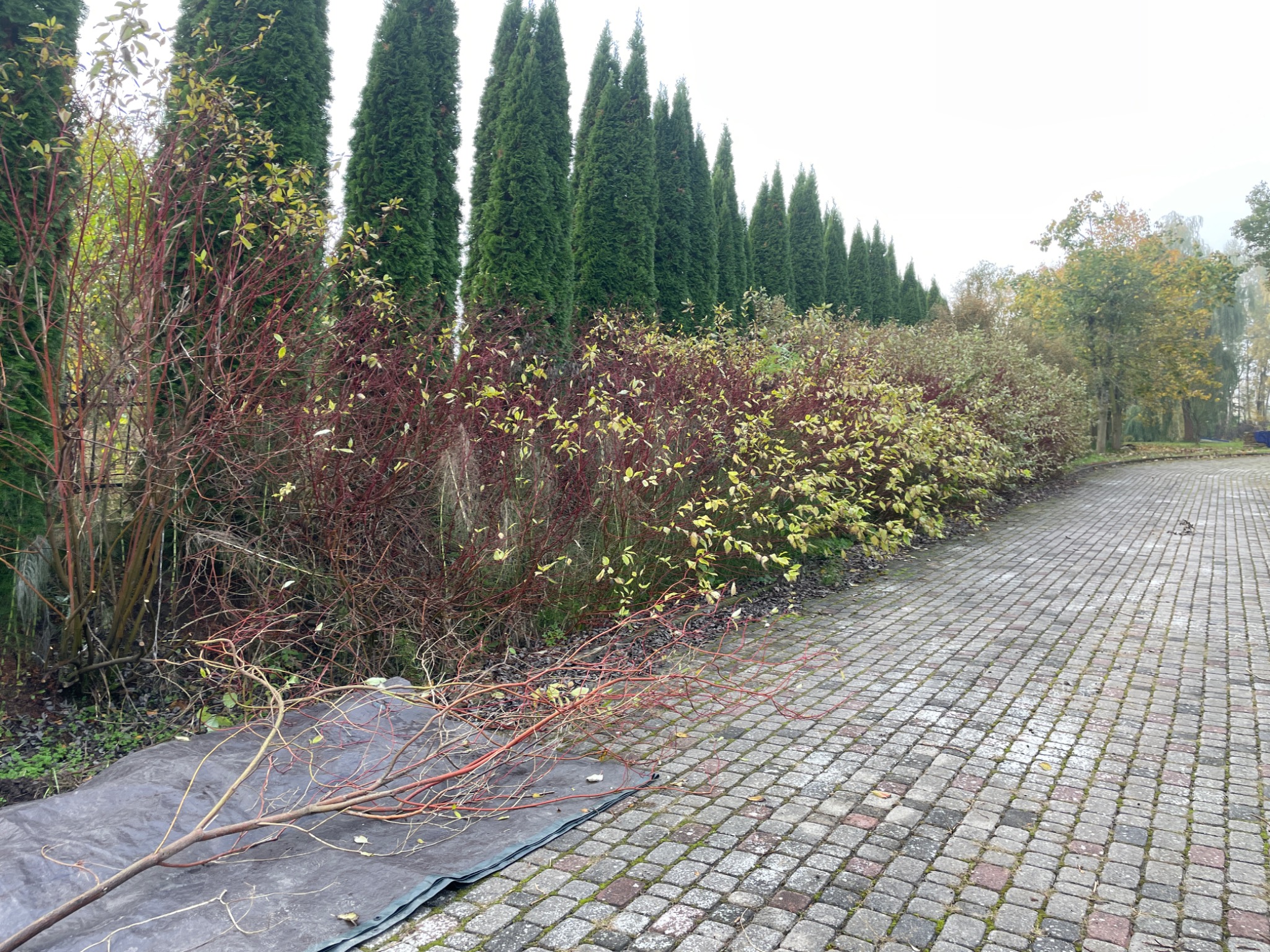 Przycięte krzewy i gałęzie na plandece obok kostki brukowej, w tle rząd wysokich, smukłych drzew iglastych. Jesienne otoczenie.