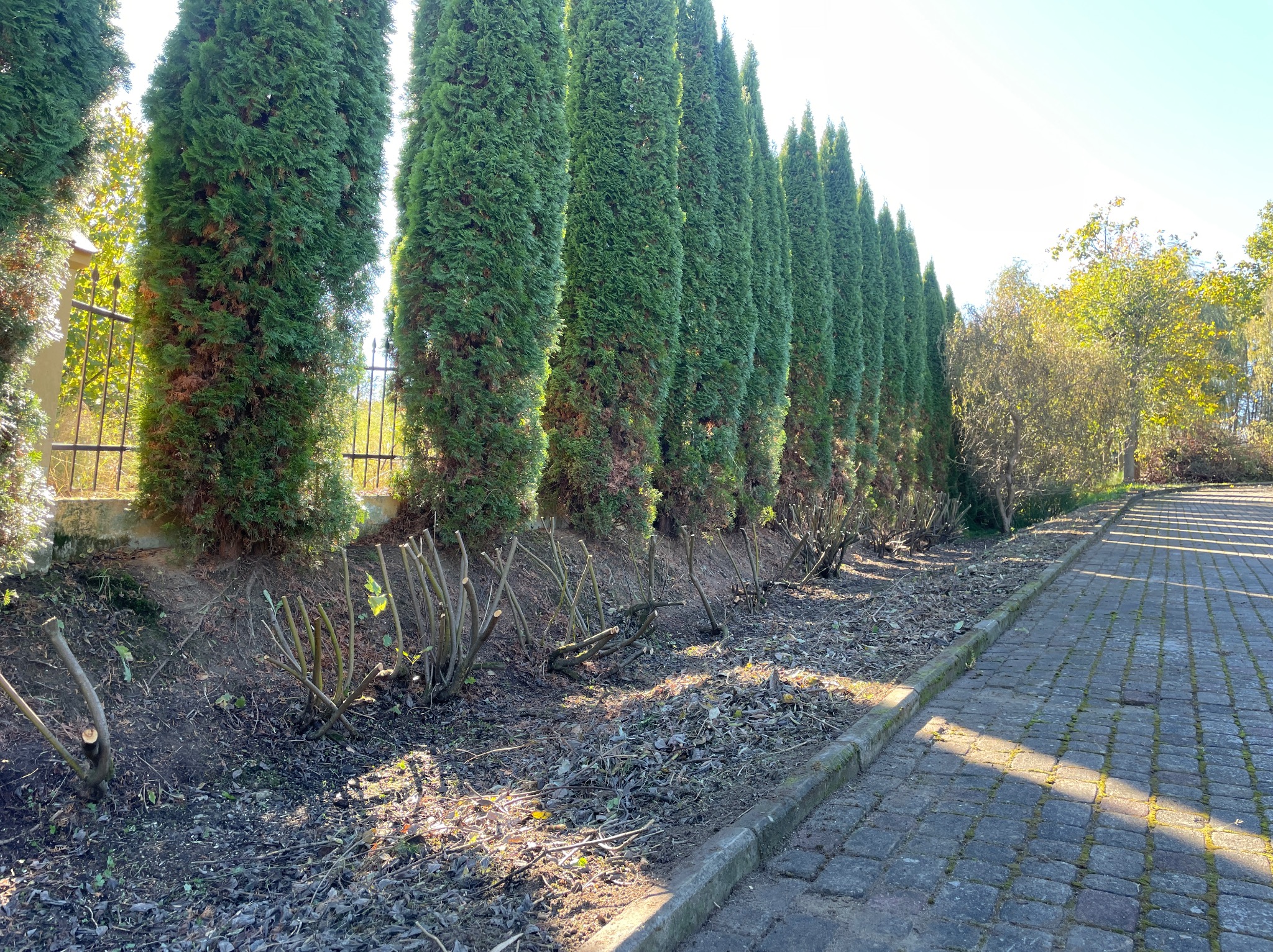 Równy szpaler strzyżonych tuj po wycince krzewów, widok z poziomu kostki brukowej. Częściowo ogołocone krzewy, przygotowane do dalszej pielęgnacji.