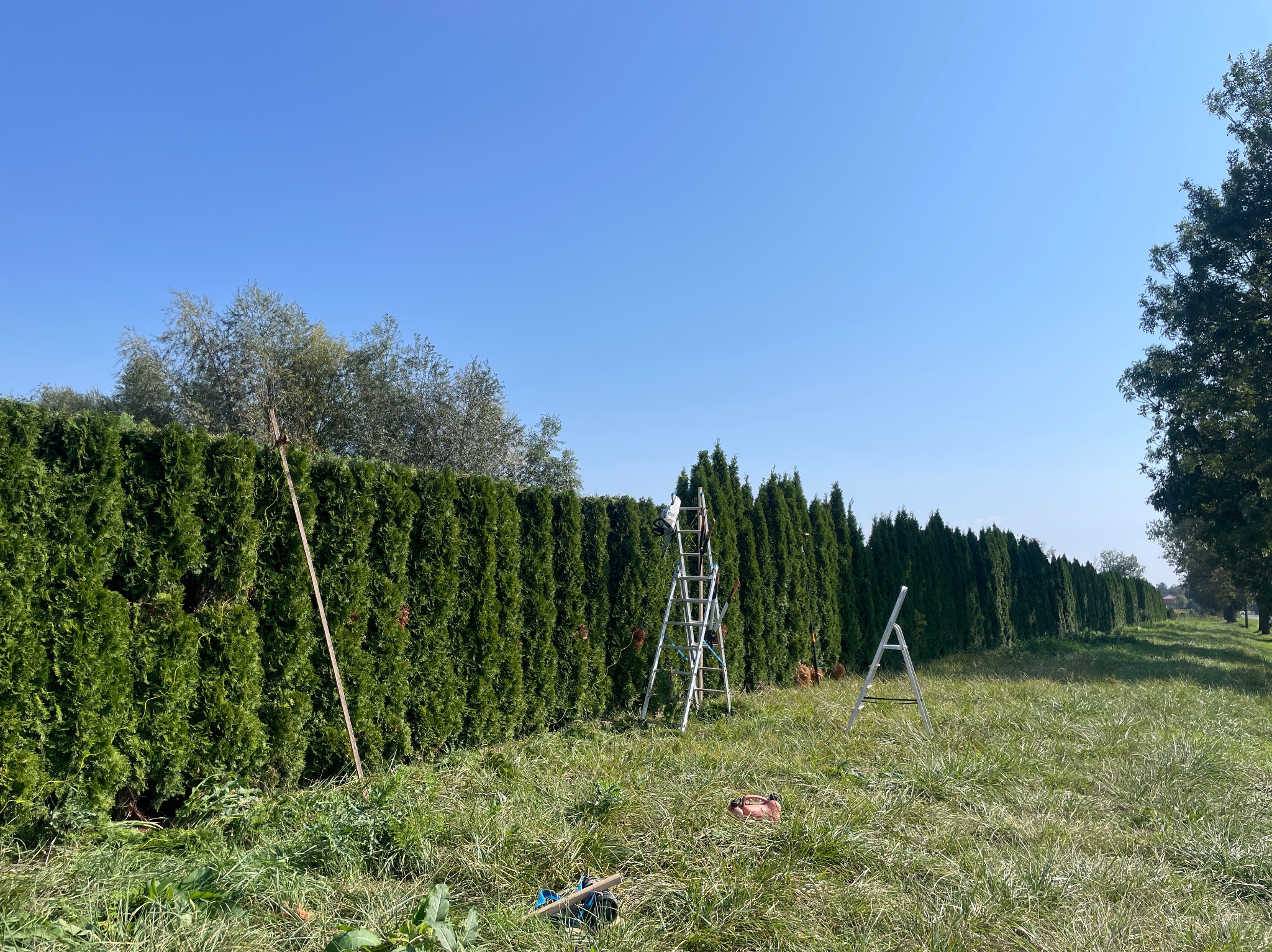 Formowanie żywopłotu z tui: drabina, narzędzia ogrodnicze i równo przycięty szpaler na tle błękitnego nieba. Widoczne efekty strzyżenia.