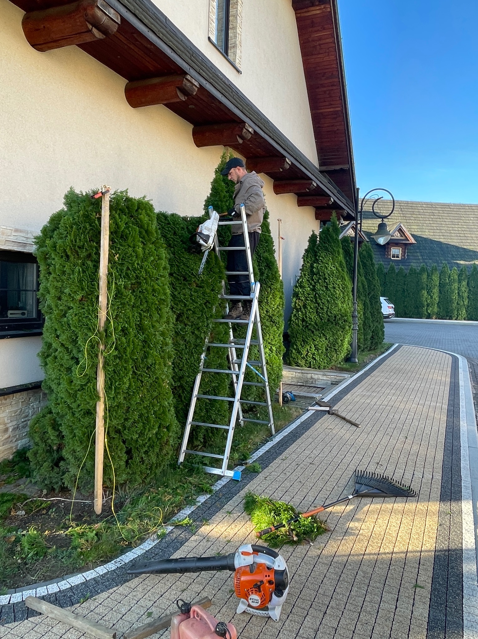 Mężczyzna na drabinie formuje żywopłot z tui przy użyciu elektrycznych nożyc. Widoczne narzędzia ogrodnicze i fragment posesji z kostki brukowej.