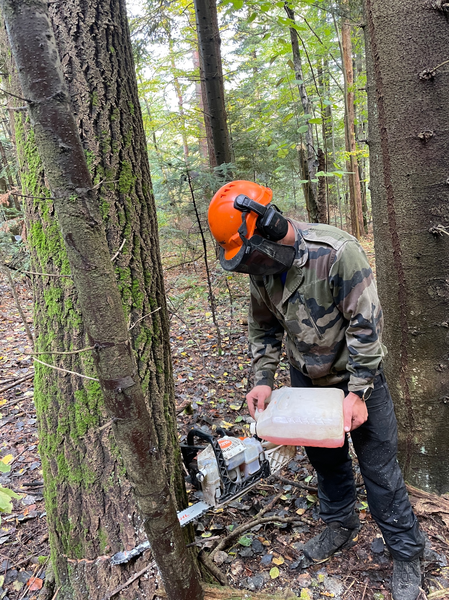 Leśny pracownik w kasku i masce dolewa paliwo do piły spalinowej przy pniu drzewa pokrytego mchem, przygotowując się do wycinki w naturalnym, leśnym otoczeniu.