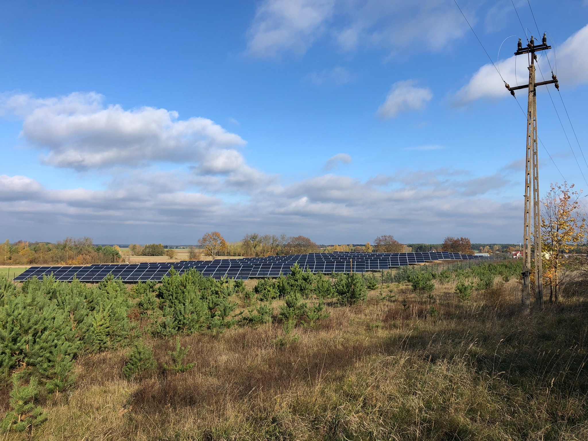 Rozległa farma paneli słonecznych w słoneczny dzień, widok z perspektywy pola z młodymi drzewkami, słup elektryczny po prawej stronie kadru.
