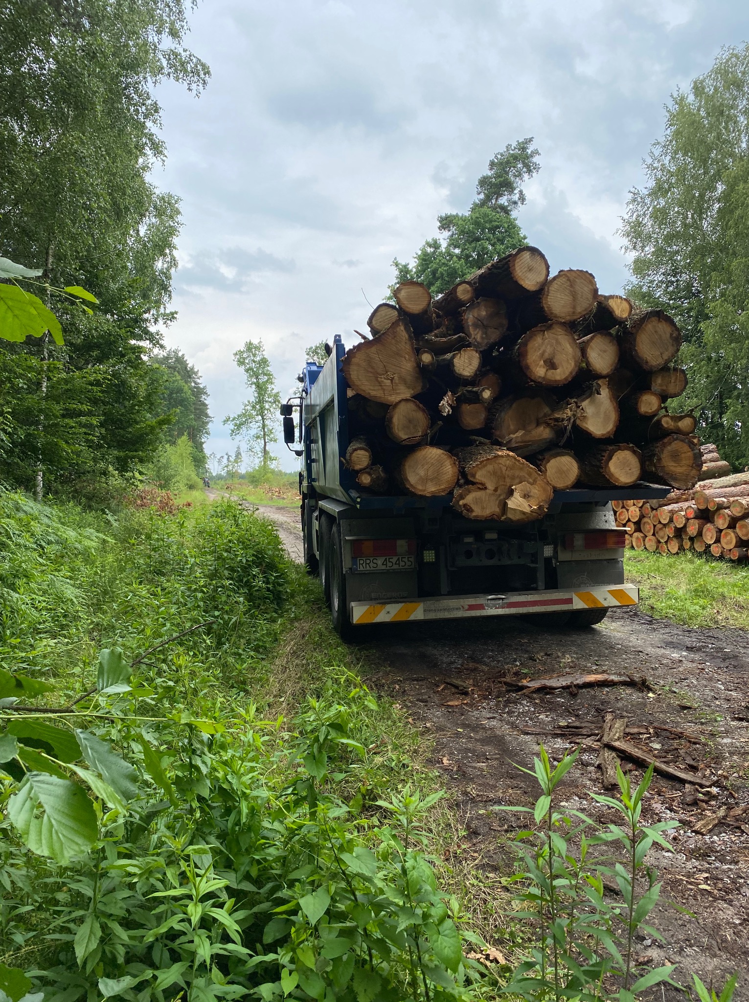 Ciężarówka z rejestracją RRS 45455 wypełniona po brzegi ściętymi pniami drzew na leśnej drodze, w tle stos pni. Transport drewna.