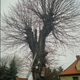 Usługi ogrodnicze i Leśne - Pierwszorzędne Usuwanie Drzew Środa Śląska