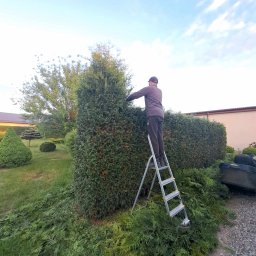 HELPING HAND - Mężczyzna na drabinie przycina wysoki żywopłot z tui. Na ziemi leżą obcięte gałęzie. W tle budynek i inne drzewa.