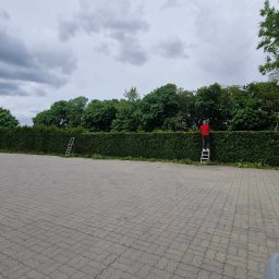 HELPING HAND - Mężczyzna w czerwonej koszulce przycina żywopłot z drabiny na tle pochmurnego nieba. Druga drabina oparta o żywopłot po lewej stronie. Powierzchnia wyłożona kostką brukową.