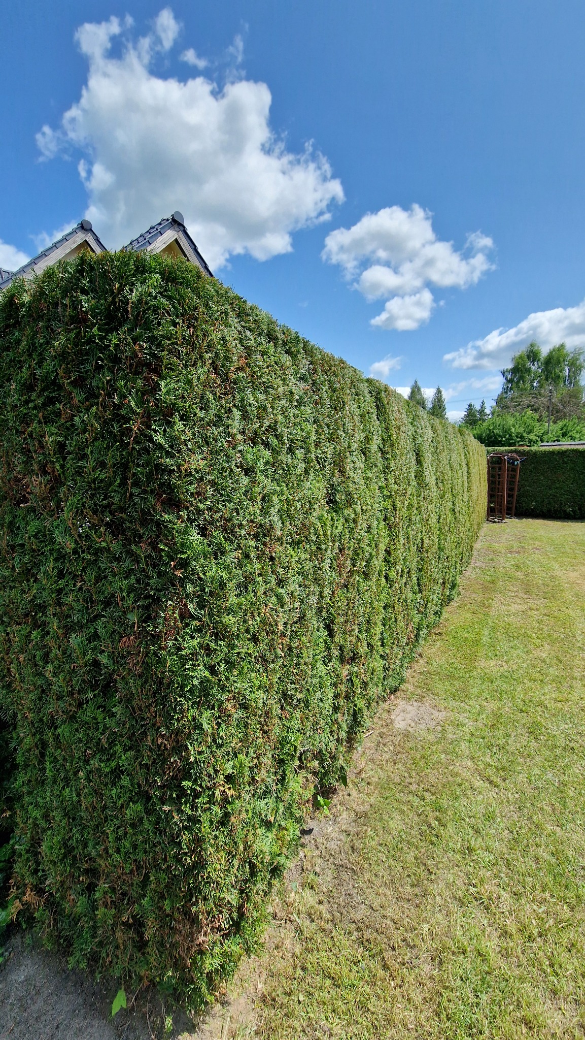 Długi, równo przycięty żywopłot z zielonych krzewów, tworzący gęstą ścianę w ogrodzie. Błękitne niebo z chmurami w tle.