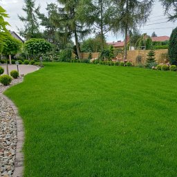 DANJUS Daniel Młynarczyk - Perfekcyjnie utrzymany trawnik z intensywną zielenią, otoczony ozdobnymi krzewami i drzewami formowanymi w kule, graniczący z kamiennym obrzeżem i brukowanym chodnikiem, w tle ceglany mur i domy.