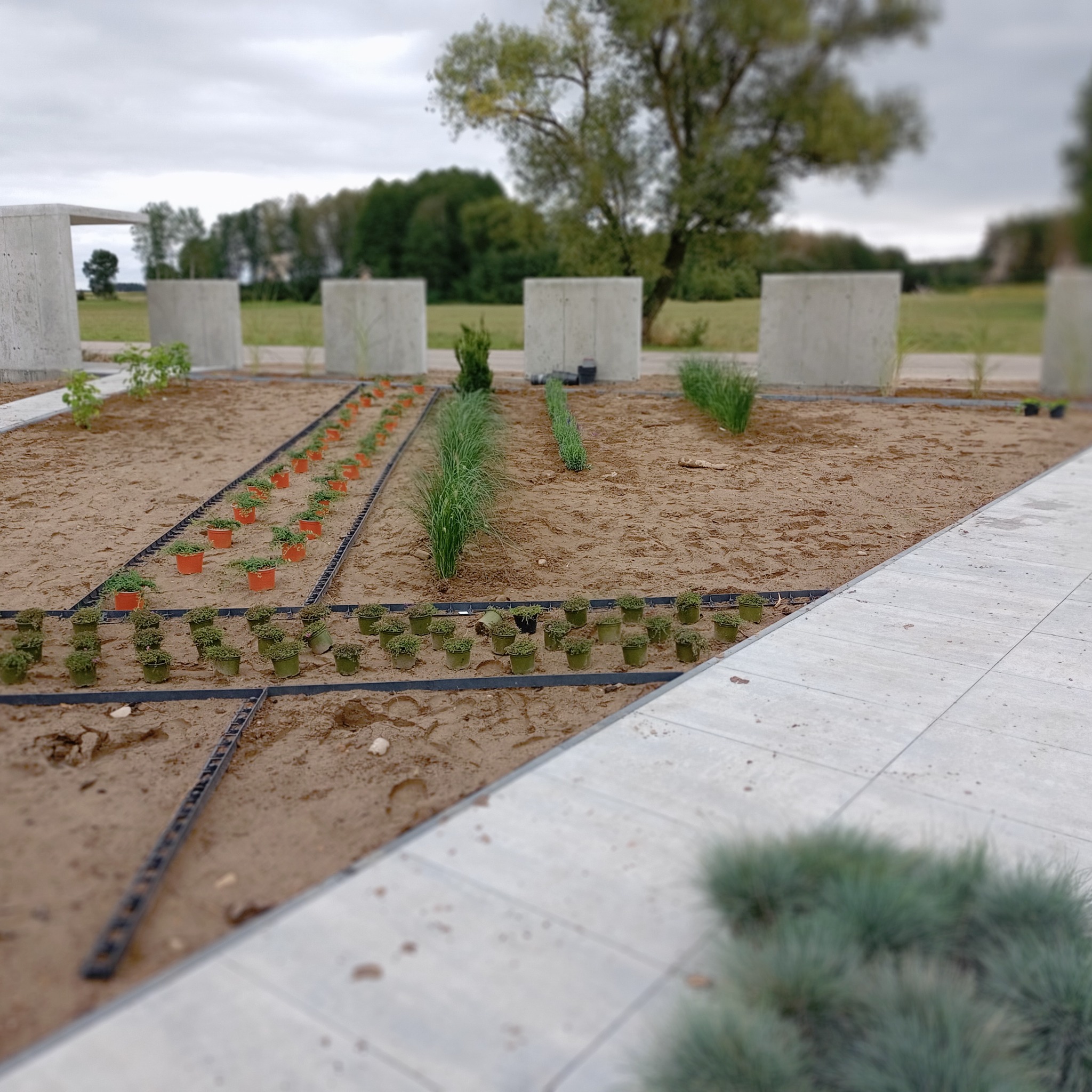 Przygotowany teren pod nasadzenia: rzędy doniczek z sadzonkami różnych roślin, czarne listwy ograniczające rabaty, betonowe elementy architektury ogrodowej w tle.