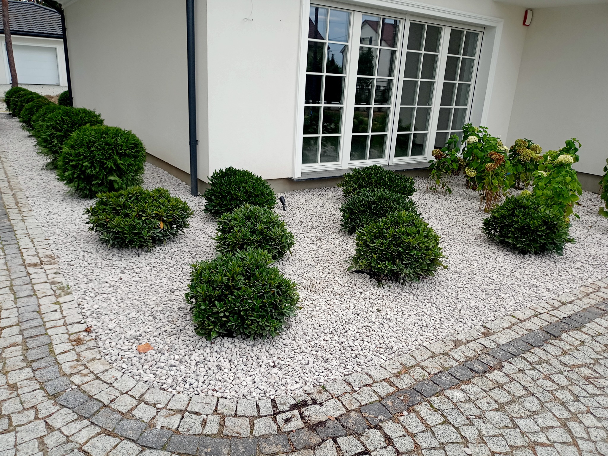 Kształtne, kuliste krzewy bukszpanowe na białym żwirze, obok kostki brukowej i białej ściany budynku z oknami, w słoneczny dzień.
