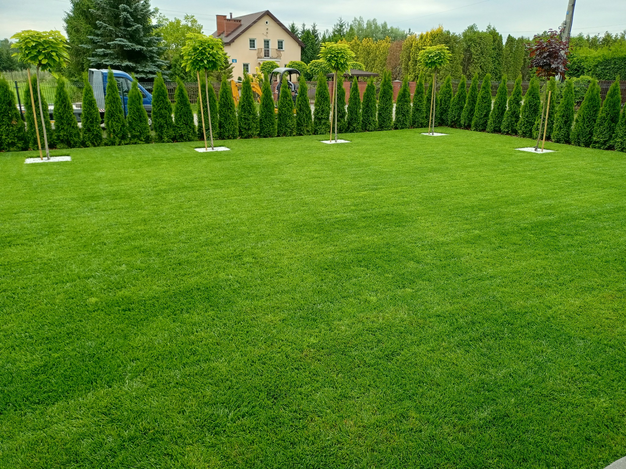 Perfekcyjnie utrzymany trawnik z równo przyciętą trawą, obramowany rzędem tuj i drzewek kulistych na wysokim pniu, z kwadratowymi podkładkami z białego kamienia u podstawy drzewek, na tle domu...