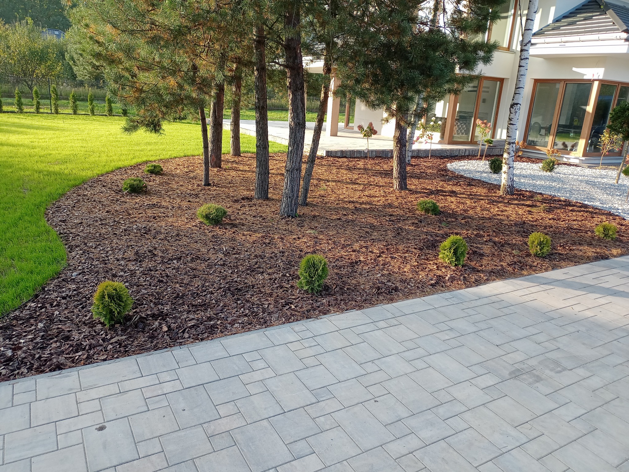 Uporządkowany ogród z korą, niskimi krzewami i młodymi drzewami iglastymi, widok z poziomu kostki brukowej.