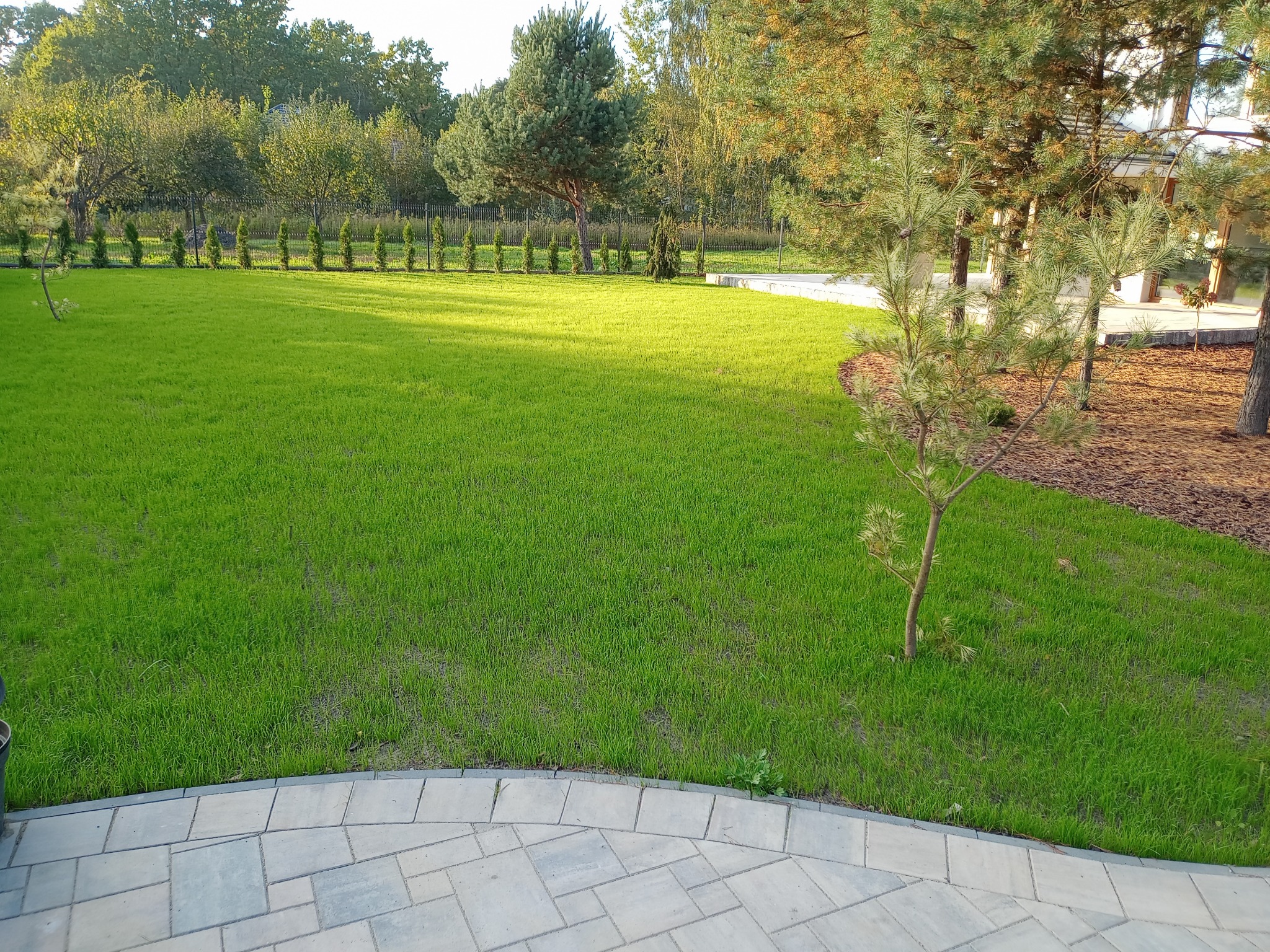 Świeżo założony, gęsty trawnik z młodą sosną na obrzeżach, widok z poziomu kamiennej ścieżki, w tle rząd niskich drzewek wzdłuż ogrodzenia.