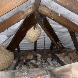 Dezynsekcja i deratyzacja Legnica 3