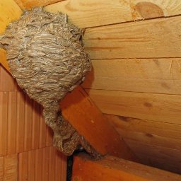 Dezynsekcja i deratyzacja Legnica 4