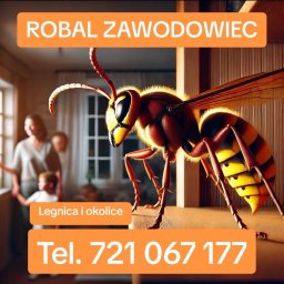 Dezynsekcja i deratyzacja Legnica 1